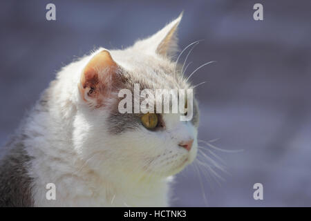 Britisch Kurzhaar, Katze Stockfoto