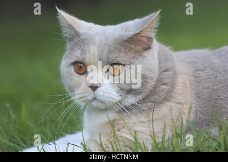 Britisch Kurzhaar, Katze Stockfoto