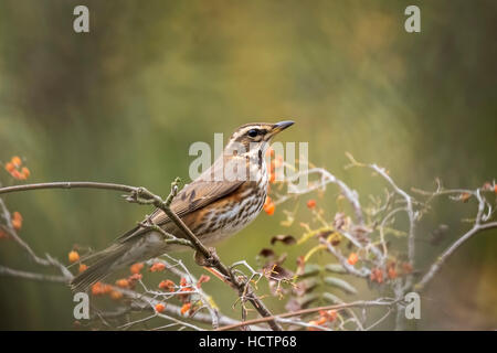 Eine Rotdrossel Vogel, Turdus Iliacu, Beeren aus einem Busch während der Herbstsaison essend Stockfoto