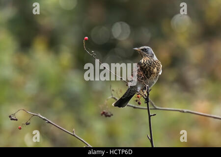 Eine Wacholderdrossel, Turdus Pilaris Vogel Essen Beeren auf dem Weißdorn Busch während der Herbstsaison. Stockfoto