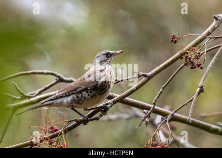 Eine Wacholderdrossel, Turdus Pilaris Vogel Essen Beeren auf dem Weißdorn Busch während der Herbstsaison. Stockfoto