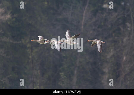 Einige graue Gänse (Anser Anser) fliegen in natürlicher Umgebung Stockfoto