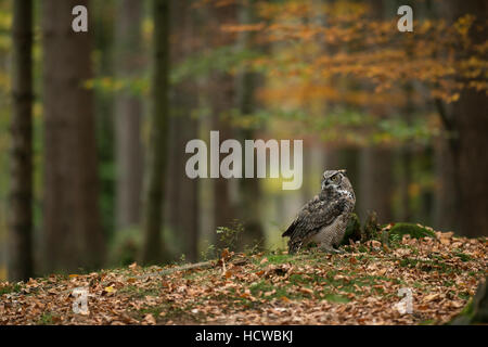 Große gehörnte Eule / Tiger Owl / Virginia-Uhu (Bubo Virginianus) sitzen auf dem Boden einer herbstlichen farbige Mischwald. Stockfoto