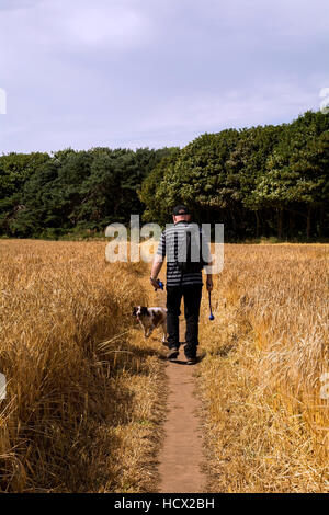 Ein Mann und Springer Spaniel Hund zu Fuß einen Weg durch ein Weizenfeld. Stockfoto