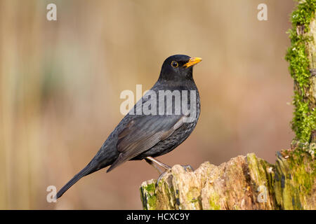 Männliche Amsel (Turdus Merula) thront auf einem Baumstumpf Log im Profil mit diffusen Hintergrund Stockfoto