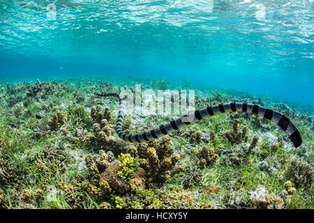 Gebändert Meer Krait (Laticauda Colubrina) auf der Suche nach Nahrung auf Sebayur Insel, Meer Flores, Indonesien Stockfoto