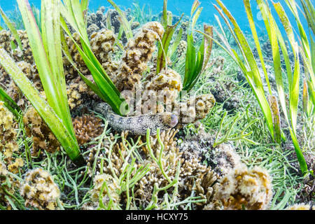 Ein Erwachsener Schneeflocke Moray (Echidna Nebulosa) auf Sebayur Insel, Meer Flores, Indonesien Stockfoto