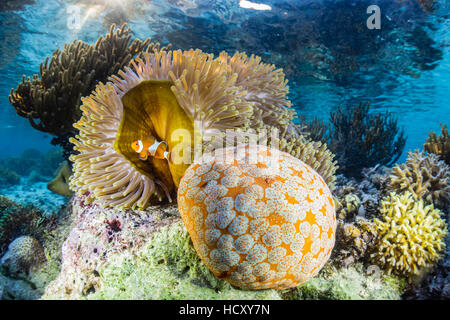 Falscher Clown Anemonenfische (Amphiprion Ocellaris), Sebayur Island, Island Nationalpark Komodo, Indonesien Stockfoto