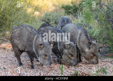 Erwachsene Javalinas (Halsband Peccary) (Pecari Tajacu) in der Sonora-Wüste Vororten von Tucson, Arizona, USA Stockfoto