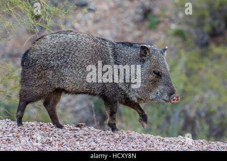 Erwachsene Javalina (Halsband Peccary) (Pecari Tajacu) in der Sonora-Wüste Vororten von Tucson, Arizona, USA Stockfoto