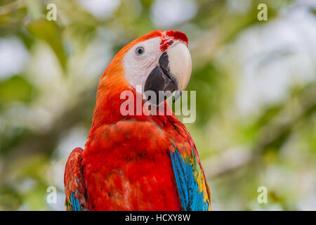 Erwachsenen hellroten Aras (Ara Macao), Amazon-Nationalpark, Loreto, Peru Stockfoto