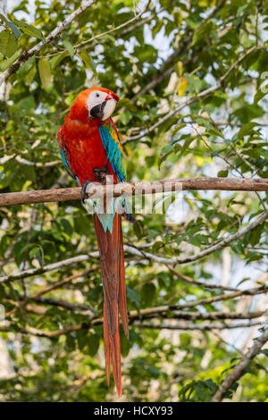 Erwachsenen hellroten Aras (Ara Macao), Amazon-Nationalpark, Loreto, Peru Stockfoto