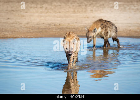 Gefleckte Hyänen (Crocuta Crocuta), Sambia, Afrika Stockfoto