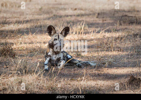 Afrikanischer Wildhund (Hund gemalt) (afrikanische Jagdhund) (LYKAON Pictus), Sambia, Afrika Stockfoto