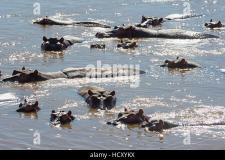 Flusspferd (Hippopotamus amphibischen), Sambia, Afrika Stockfoto