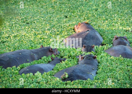 Flusspferd (Hippopotamus amphibischen), Sambia, Afrika Stockfoto