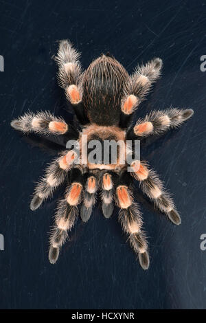 Mexikanische rote Knie Vogelspinne (Brachypelma Smithi), Gefangenschaft, Mexiko Stockfoto