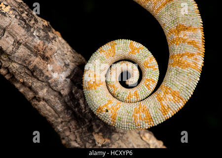 Jemen Chamäleon (Chameleon Calyptratus), in Gefangenschaft, Jemen, Nahost Stockfoto