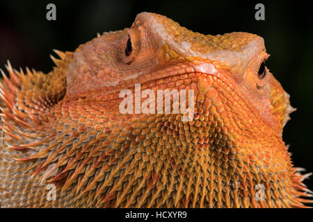 Bartagame (Pogona Vitticeps), Gefangenschaft, Australien Stockfoto