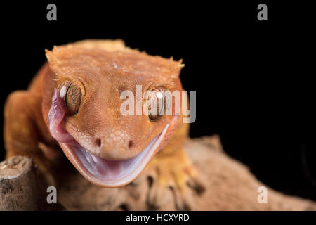 Crested Gecko (Correlophus Ciliaten), Gefangenschaft, Neu-Kaledonien Stockfoto