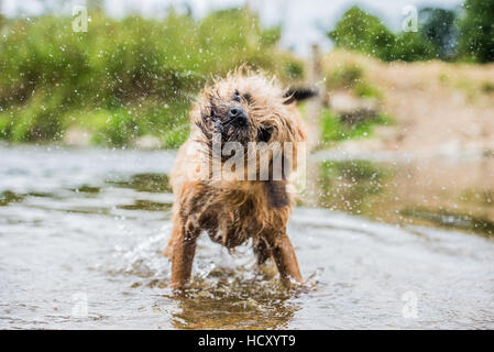 Ein Briard-Hund, waten im Wasser, UK Stockfoto