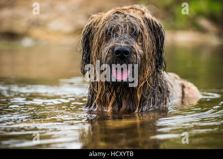 Briard im Wasser, UK Stockfoto