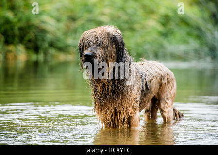 Ein Briard-Hund, waten im Wasser, UK Stockfoto