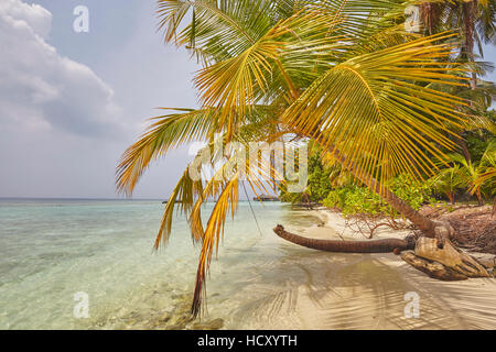 Kokospalme hängen über dem Strand, Kuramathi Island, Rasdhoo Atoll, Ari Atoll, Malediven, Indischer Ozean Stockfoto