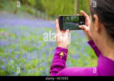 Eine Frau nimmt ein Foto auf ihrem Smartphone ein Waldboden bedeckt Glockenblumen in Lake District, Cumbria, England Stockfoto