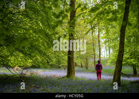 Eine Frau erforscht den Waldboden von Jeffy Knotts Wälder in Glockenblumen, Nationalpark Lake District, Cumbria, UK Stockfoto