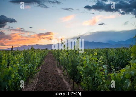 Malbec Weinberge am Fuße der Anden im Uco Valley in der Nähe von Mendoza, Argentinien Stockfoto