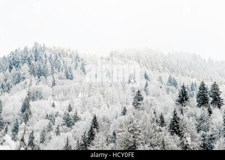 Nadelbäume in den österreichischen Alpen bestäubt mit Schnee, Österreich Stockfoto