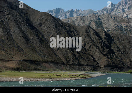 Ziegen Weiden entlang des Flussufers des Flusses Panjshir in Afghanistan Stockfoto