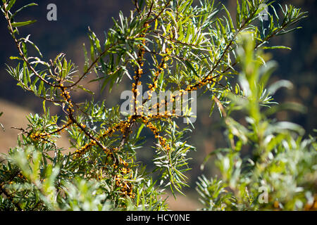 Sanddorn Beeren, reich an Vitamin C, wächst im Langtang-Tal, Nepal Stockfoto