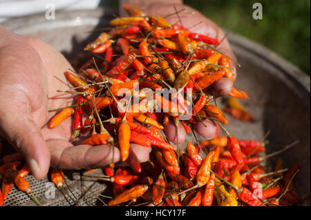 Ein Mann hält eine Handvoll frisch gepflückten Chilis, Chittagong Hill Tracts, Bangladesch Stockfoto