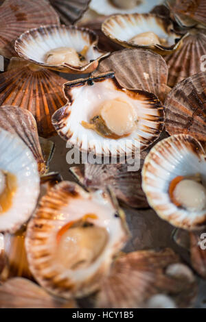 Jakobsmuscheln öffnen in ihren Schalen in einem Fisch-Stall in der Londoner Borough Market, London, UK Stockfoto