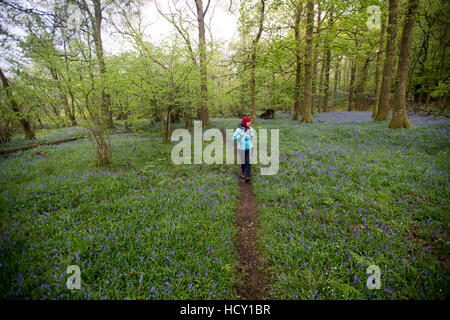 Eine Frau geht durch einen Wald umgeben von Glockenblumen in der Nähe von Grasmere, Lake District, Cumbria, UK Stockfoto