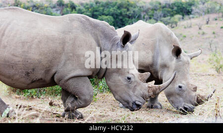 White Rhino (Ceratotherium Simum), Hluhluwe-Imfolozi Park, Kwazulu-Natal, Südafrika, Afrika Stockfoto