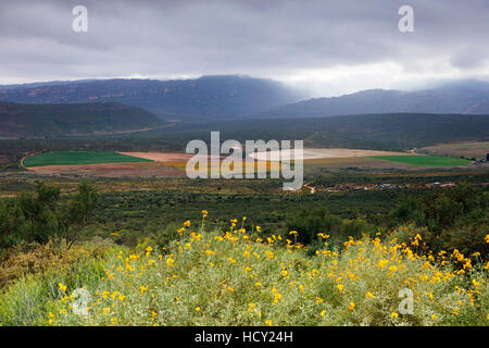 Kornkreise, Cederberg Wilderness Area, Western Cape, Südafrika, Afrika Stockfoto