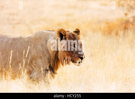 Junger Löwe (Panthera Leo), Kalahari, Kgalagadi Transfrontier Park, Northern Cape, Südafrika, Afrika Stockfoto