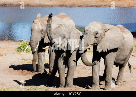 Afrikanischer Elefant (Loxodonta Africana), Tembe Elephant Park, Kwazulu-Natal, Südafrika, Afrika Stockfoto