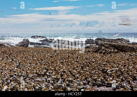 Cape Basstölpel (Morus Capensis), Lamberts Bay Tölpelkolonie, Western Cape, Südafrika, Afrika Stockfoto