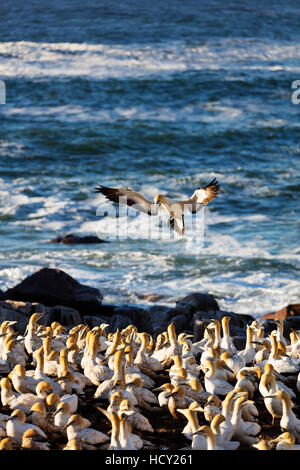 Cape Basstölpel (Morus Capensis), Lamberts Bay Tölpelkolonie, Western Cape, Südafrika, Afrika Stockfoto