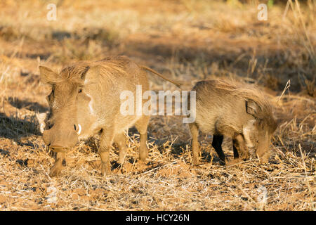 Gemeinsamen Warzenschwein (Phacochoerus Africanus), Krüger Nationalpark, Südafrika, Afrika Stockfoto