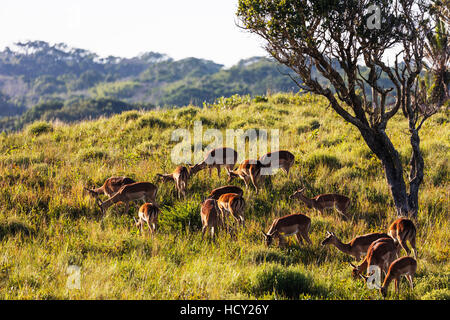 Impala (Aepyceros Melampus), Isimangaliso Greater St. Lucia Wetland Park, UNESCO, Kwazulu-Natal, Südafrika, Afrika Stockfoto