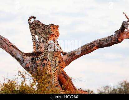 Gepard (Acinonyx Jubatus), Krüger Nationalpark, Südafrika, Afrika Stockfoto