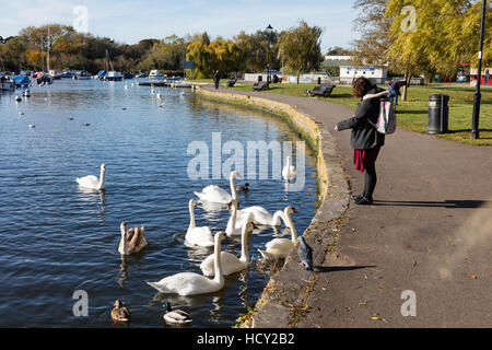 Eine Frau füttert Schwäne und Enten, auf dem Fluss Stour, Christchurch, Dorset, Großbritannien Stockfoto