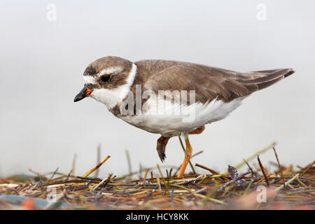 Semipalmated-Regenpfeifer (Charadrius Semipalmatus) am Strand, Curry Hängematte State Park, Florida, USA Stockfoto