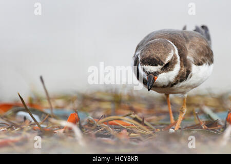 Semipalmated-Regenpfeifer (Charadrius Semipalmatus) am Strand, Curry Hängematte State Park, Florida, USA Stockfoto