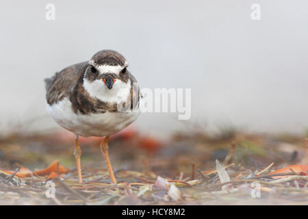 Semipalmated-Regenpfeifer (Charadrius Semipalmatus) am Strand, Curry Hängematte State Park, Florida, USA Stockfoto